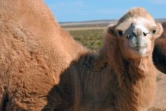 Camel buck in good mood