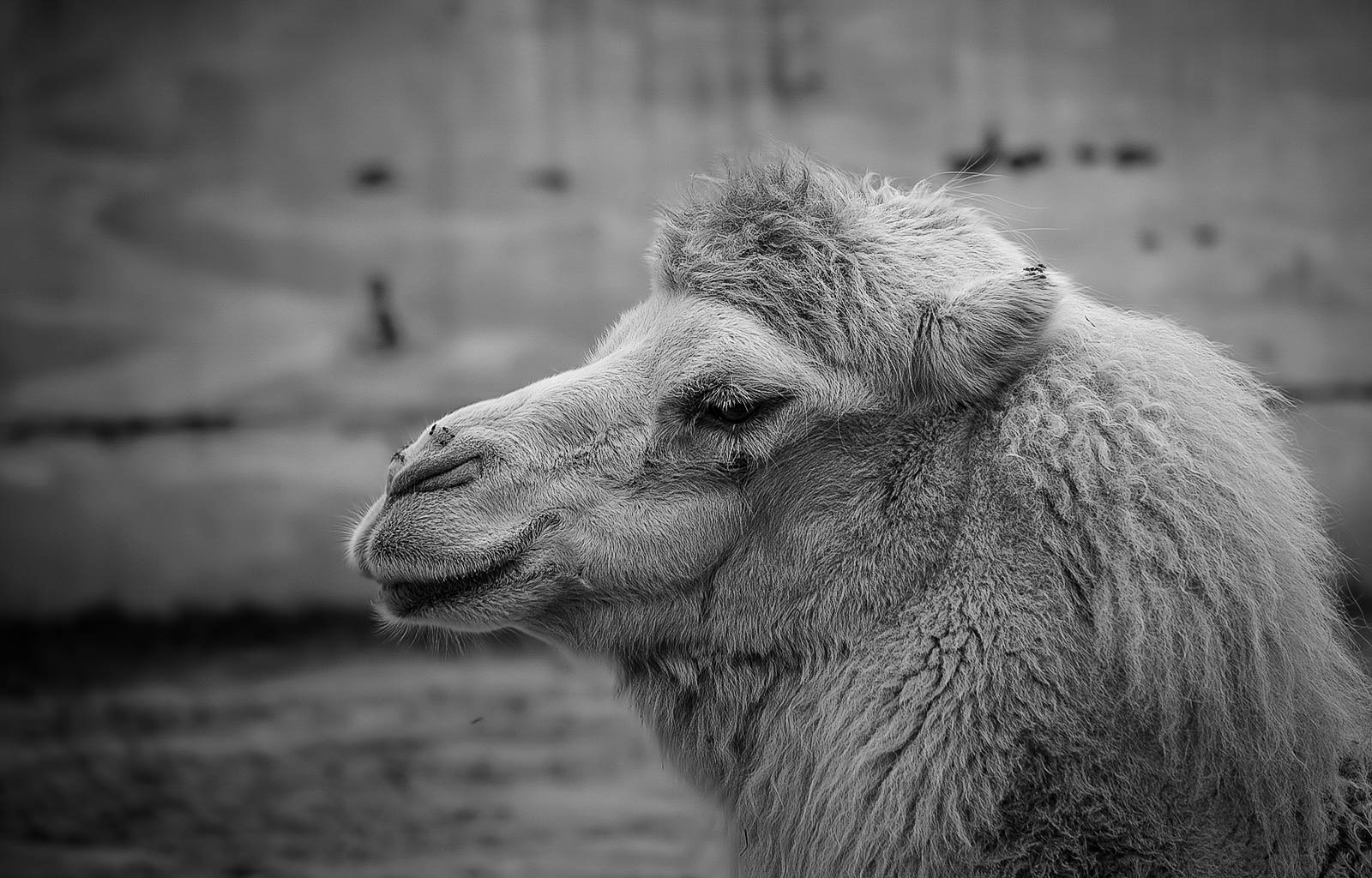 Camel - BW