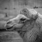 Camel - BW