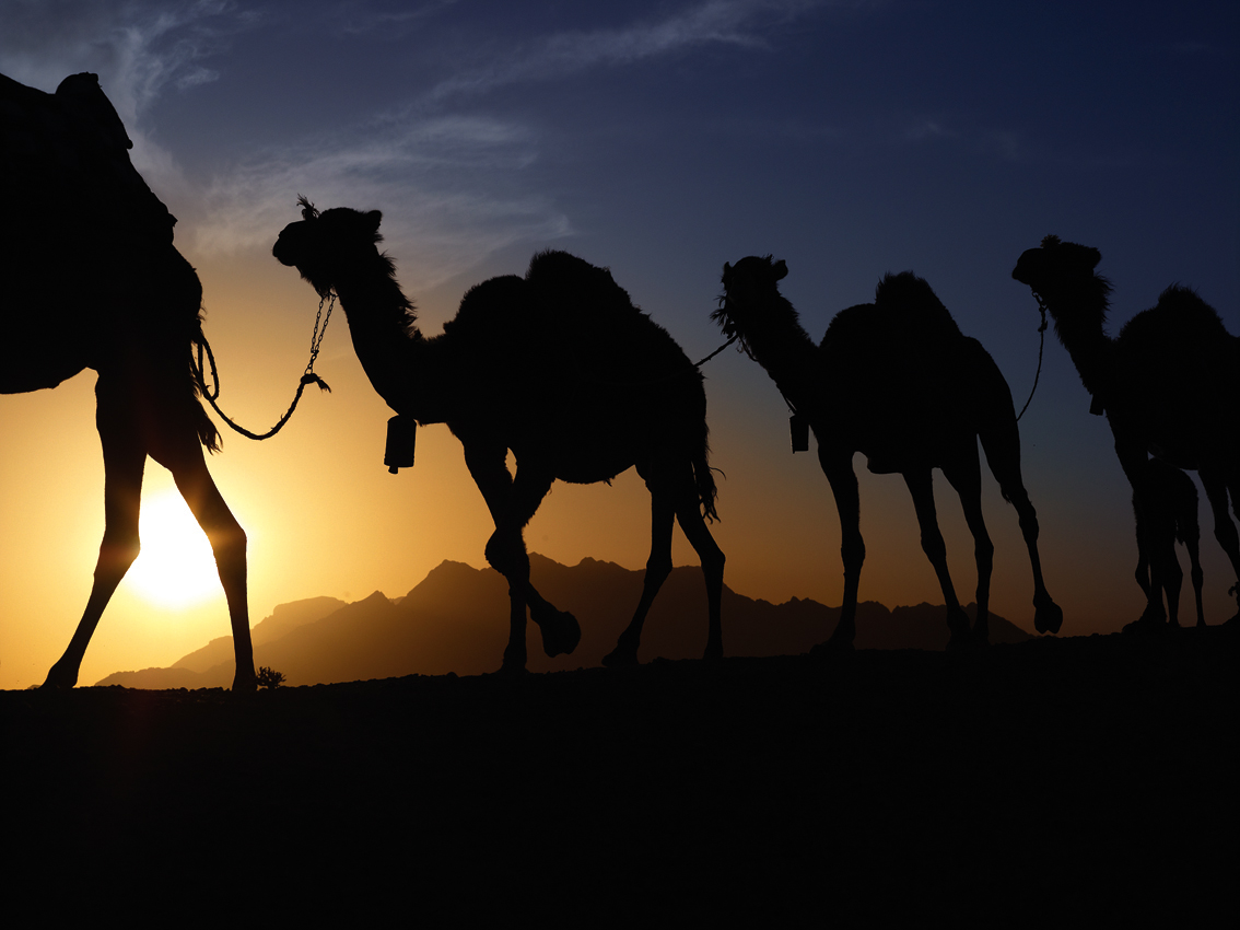 Camel Caravan