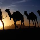 Camel Caravan