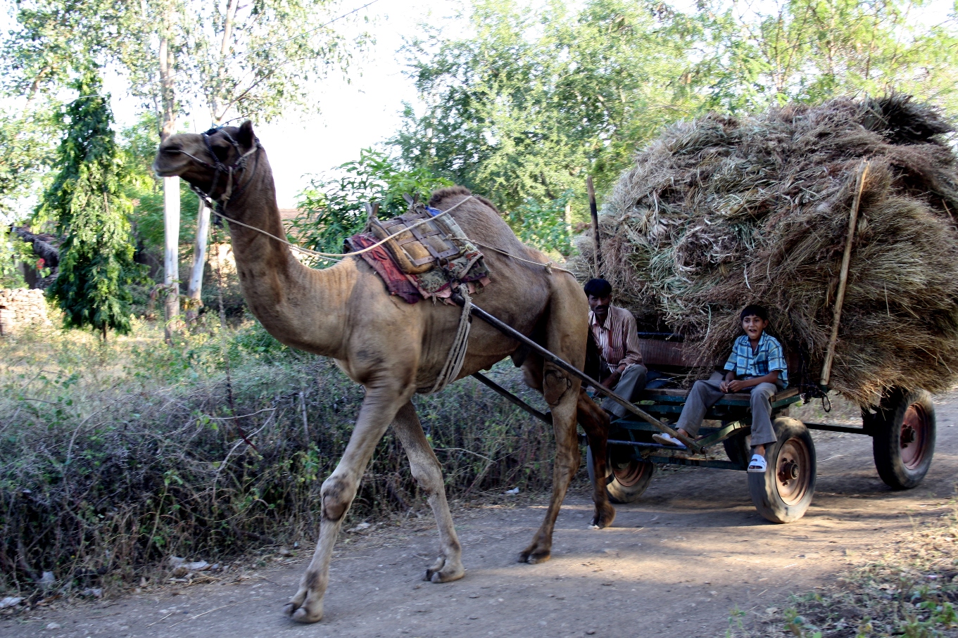 camel cart