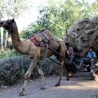 camel cart