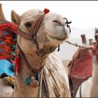 Camel Connection