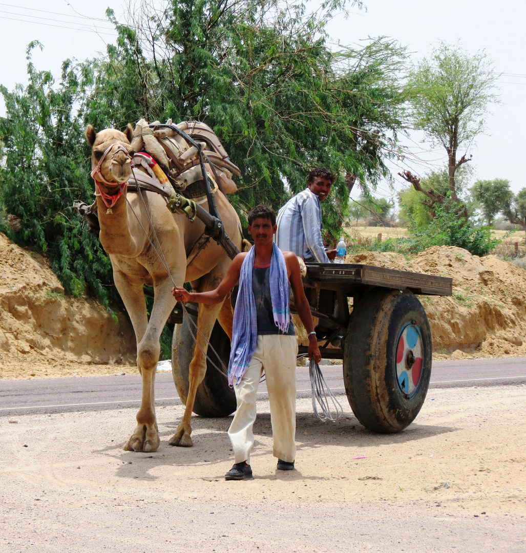 Camel crossing