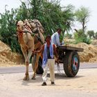 Camel crossing