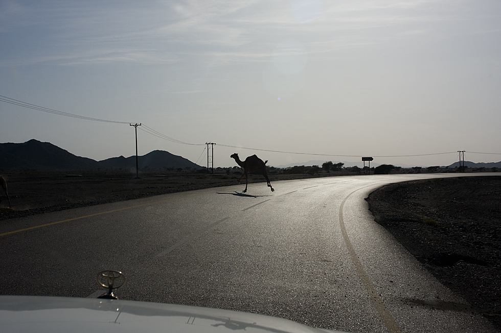 Camel crossing...