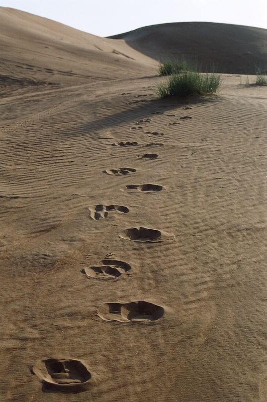 Camel Crossing