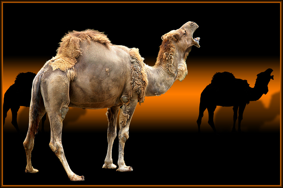 Camel