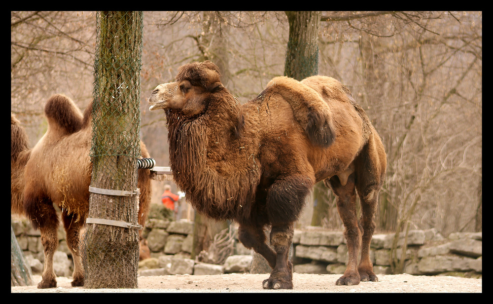 CAMEL [__________]) ~~~~~~