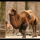 CAMEL [__________]) ~~~~~~