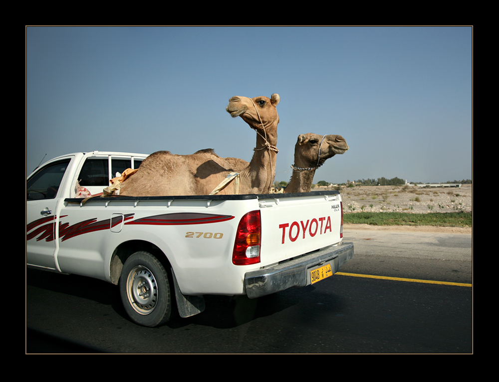 Camel-Express