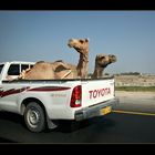 Camel-Express