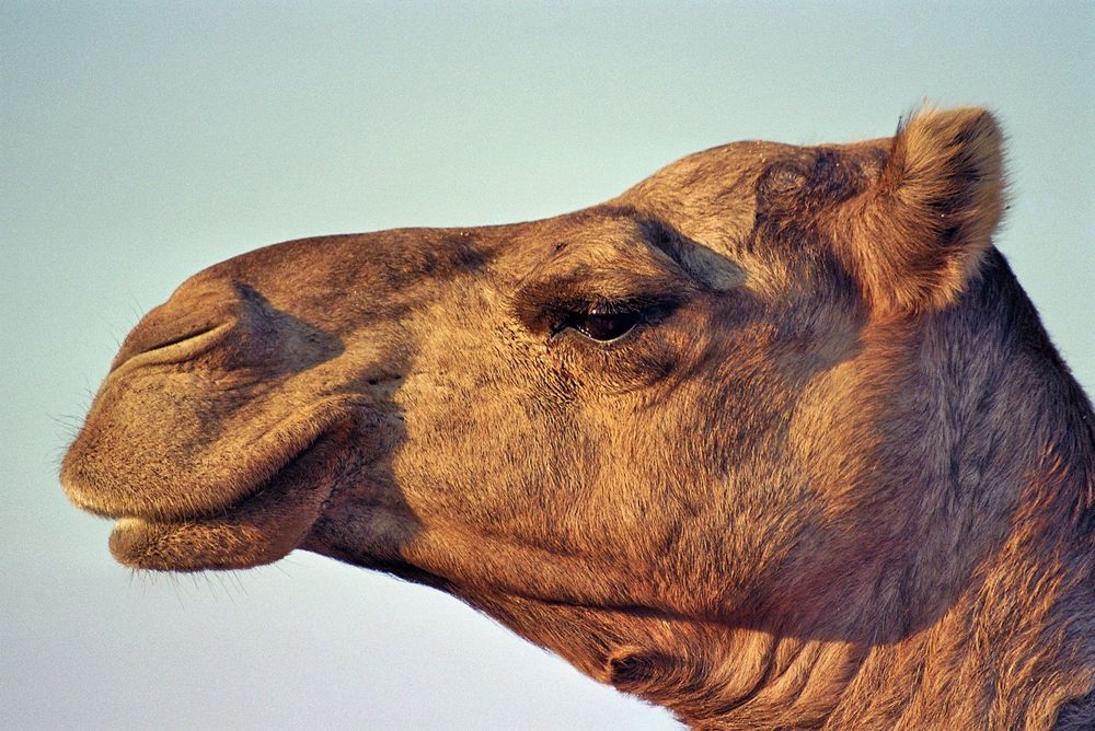 Camel