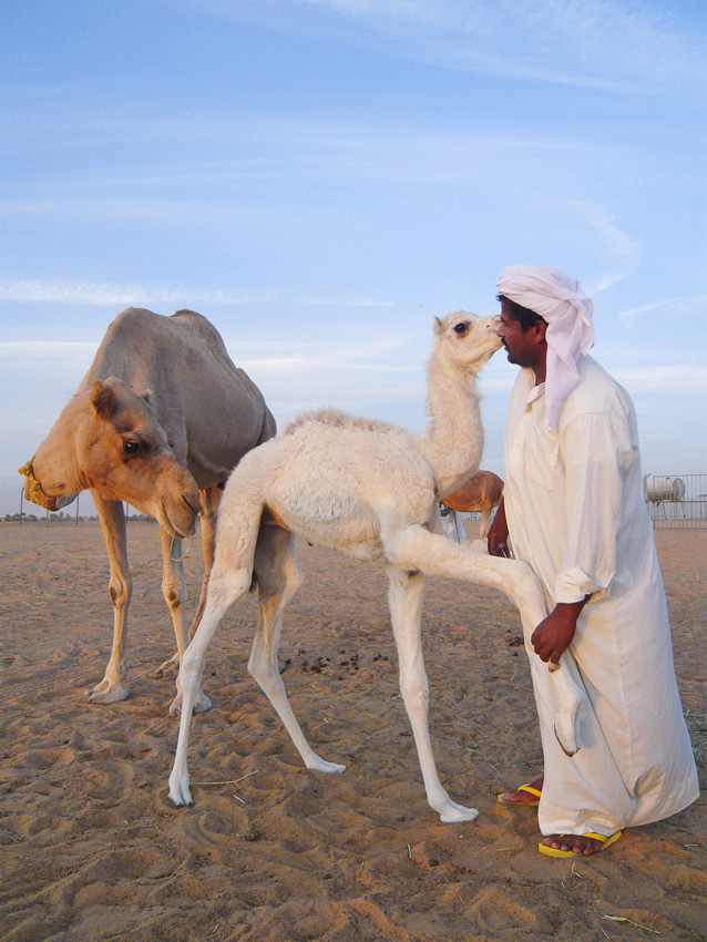 Camel Farm