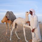 Camel Farm