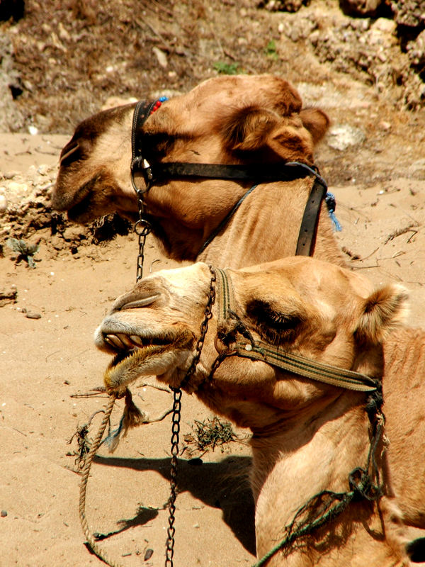 Camel Filters