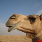 Camel head