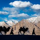 Camel Herders in Nubra Valley