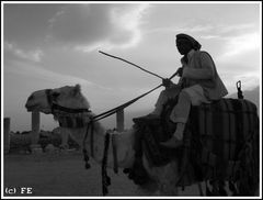 Camel herdsman in Palmyra