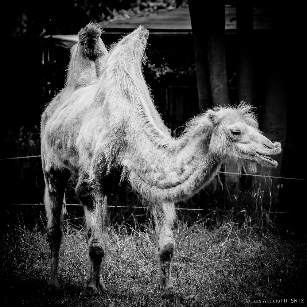 camel in dark.