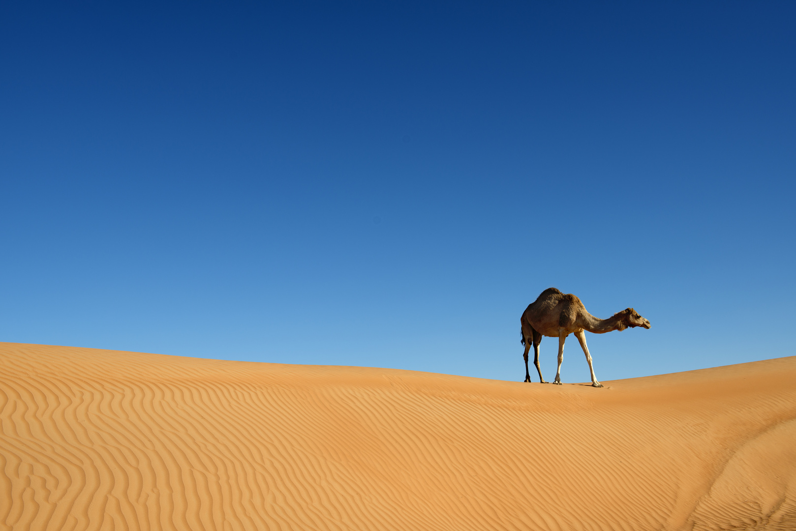 Camel in the Desert