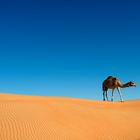 Camel in the Desert