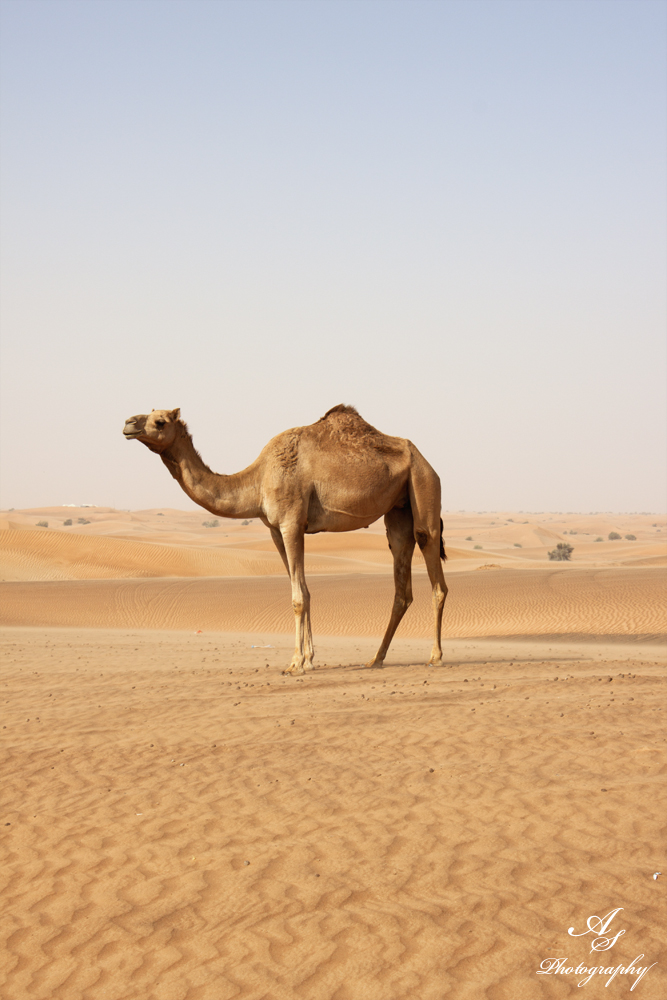 Camel in the desert