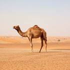 Camel in the desert