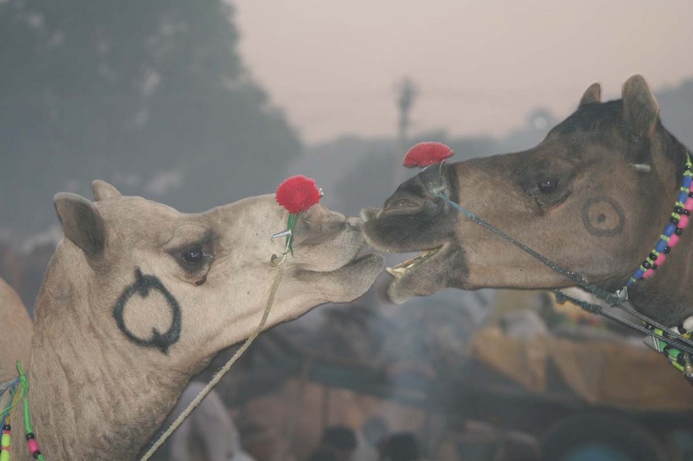 Camel kiss