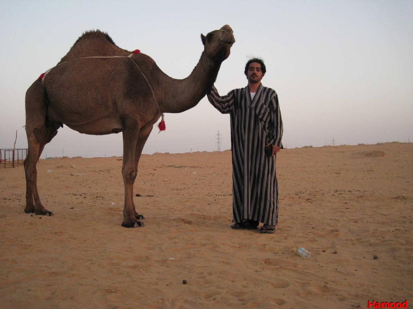 camel love it2