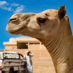 Camel market 2