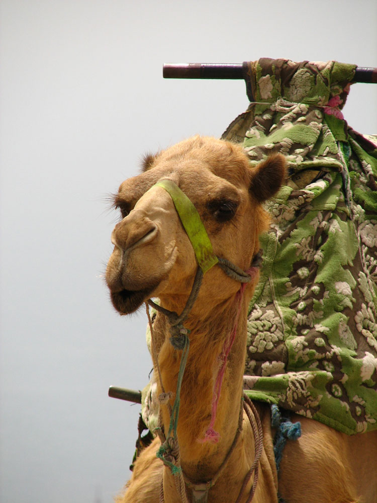 Camel Maroc