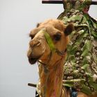 Camel Maroc