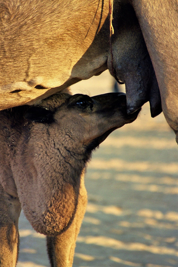 Camel milk