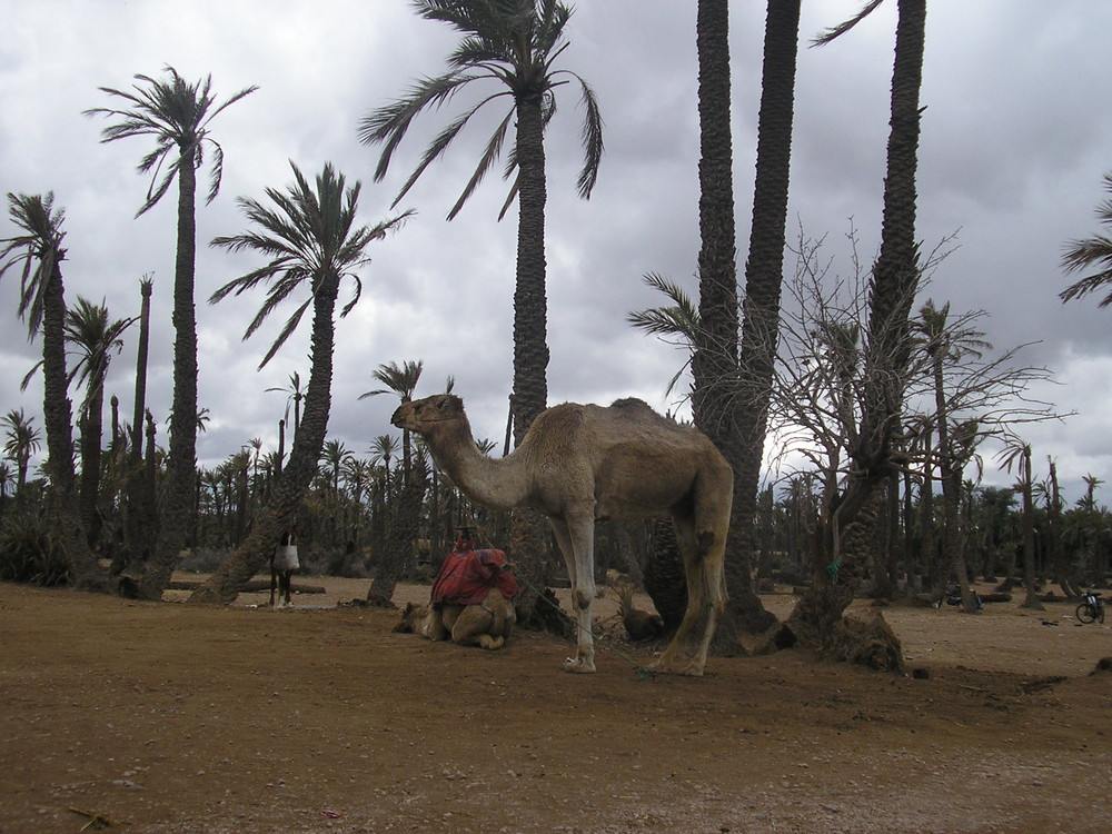 Camel Morocco