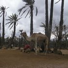 Camel Morocco