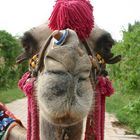 camel or dromedar?