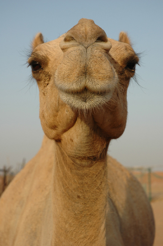 Camel-Portait