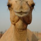 Camel-Portait