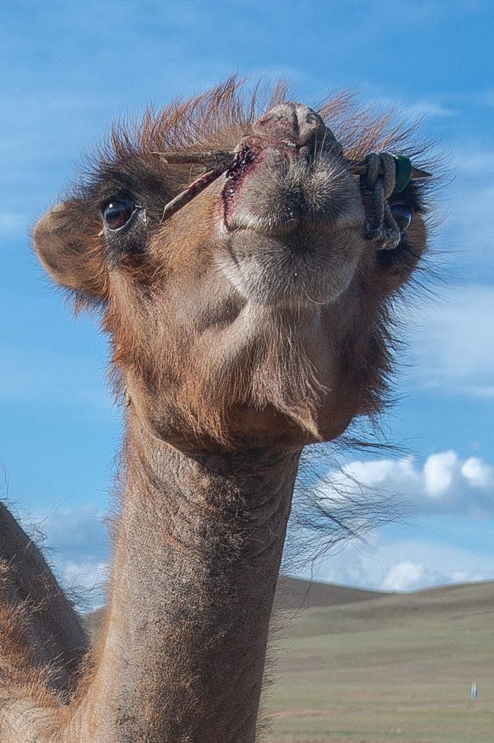 Camel portrait