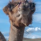 Camel portrait