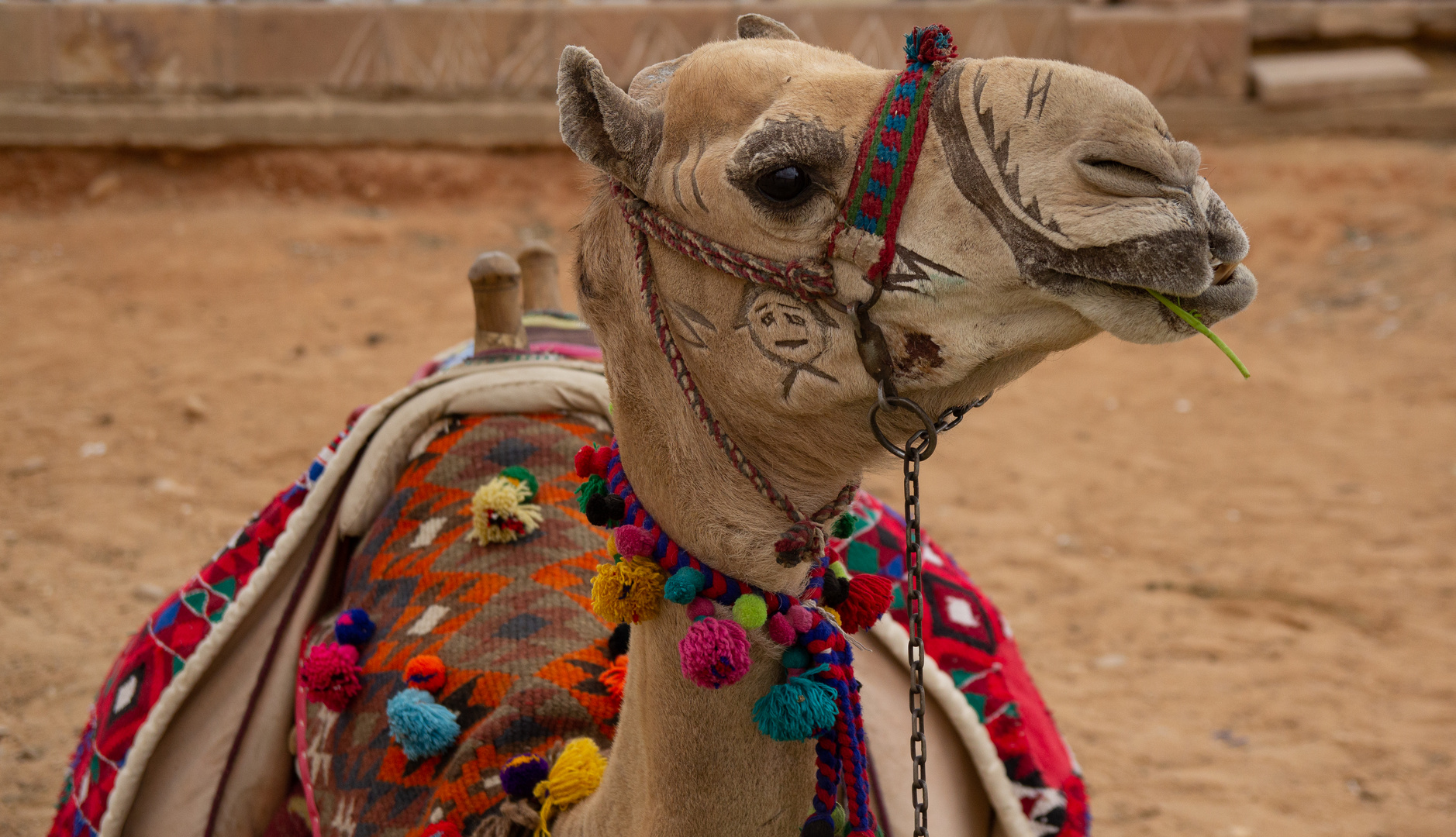 Camel Punk