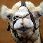 Camel-Punk