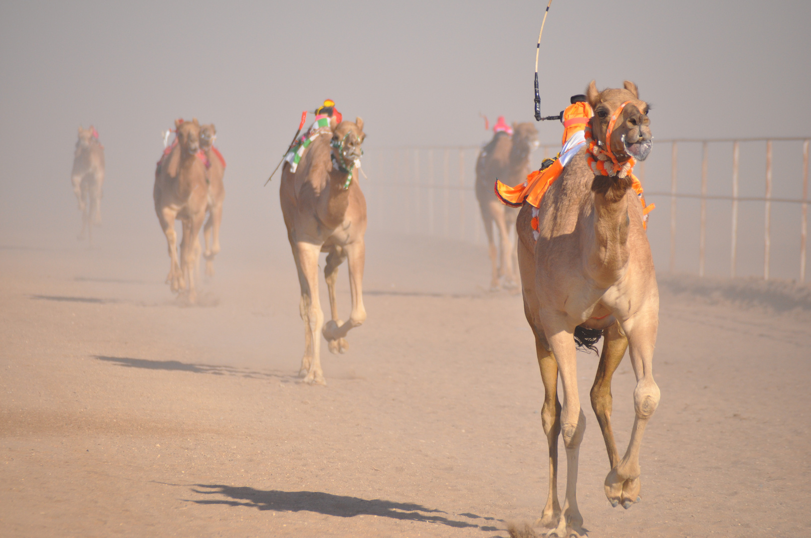 camel race