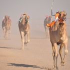 camel race