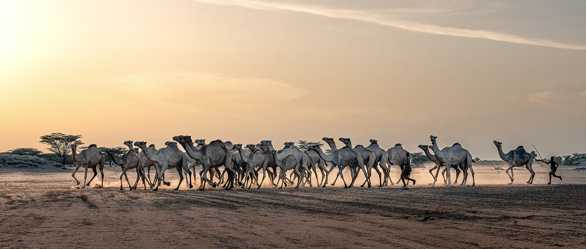 CAMEL RACE