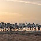 CAMEL RACE