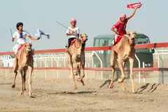 Camel race