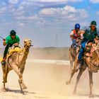 Camel Racing